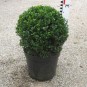 Buxus mic. 'Faulkner'