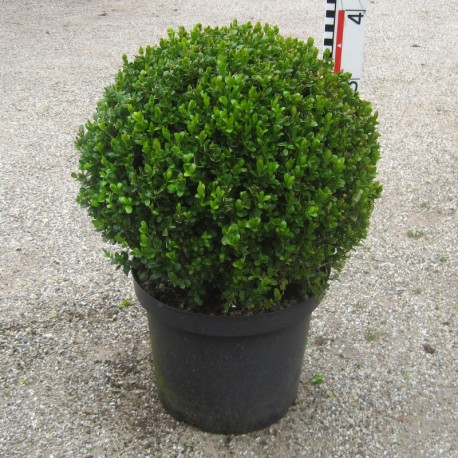 Buxus mic. 'Faulkner'