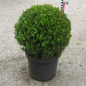 Buxus mic. 'Faulkner'