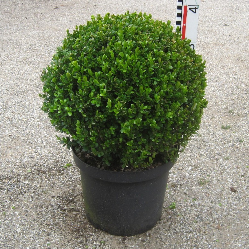 Buxus mic. 'Faulkner'
