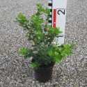 Buxus mic. 'Faulkner'