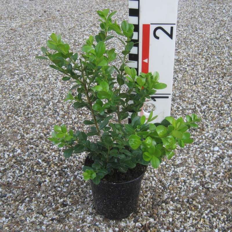 Buxus mic. 'Faulkner'