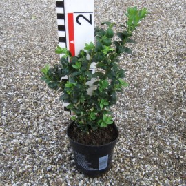 Buxus semp. 'Handworthiensis'