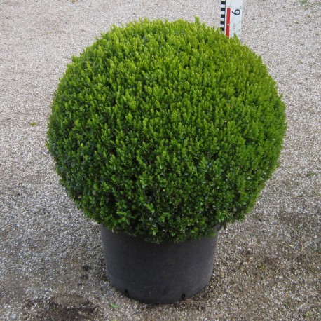 Buxus semp. arborescens