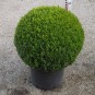 Buxus semp. arborescens