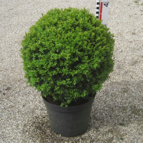 Buxus 'Green Gem'