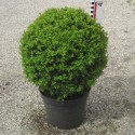 Buxus 'Green Gem'