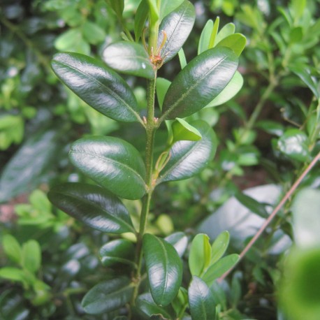 Buxus semp. 'Hollandia'