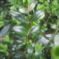 Buxus semp. 'Hollandia'