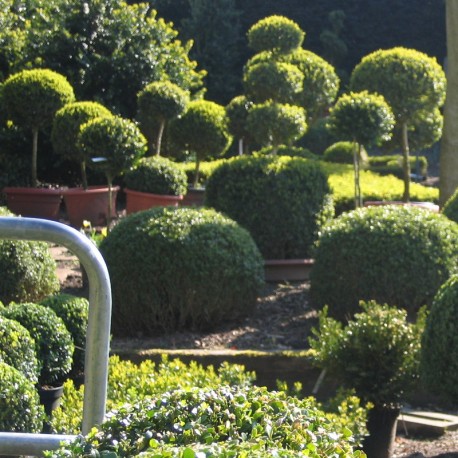 Buxus semp. arborescens