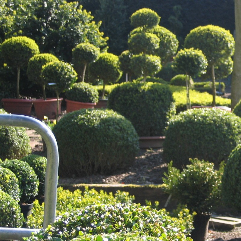 Buxus semp. arborescens