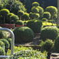 Buxus semp. arborescens