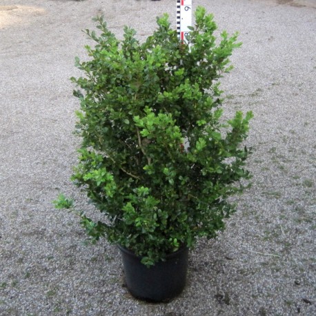 Buxus mic. 'Schopes'