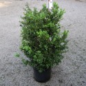 Buxus mic. 'Schopes'