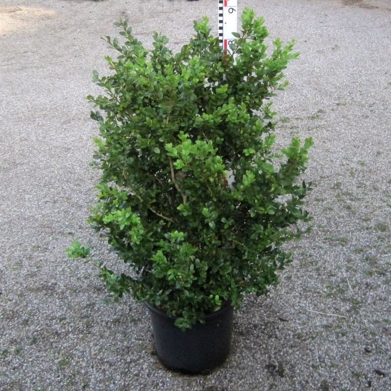 Buxus mic. 'Schopes'