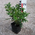 Buxus mic. 'Schopes'