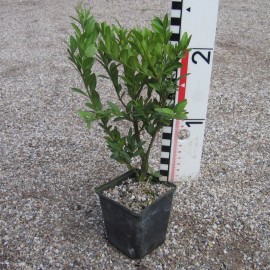 Buxus semp. 'Raket'