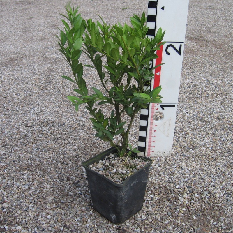 Buxus semp. 'Raket'