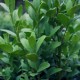 Buxus sempervirens 'Graham Blandy'