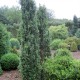 Buxus sempervirens 'Graham Blandy'