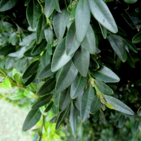 Buxus sempervirens 'Raket'