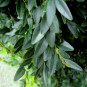 Buxus sempervirens 'Raket'