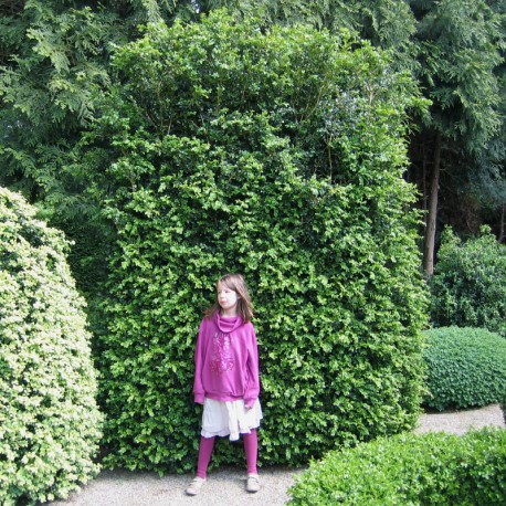 Buxus mic. 'Schopes'
