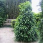 Buxus semp. 'Myrtifolia'