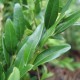 Buxus semp. 'Myrtifolia'
