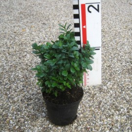Buxus semp. 'Blauer Heinz'