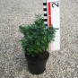 Buxus semp. 'Blauer Heinz'
