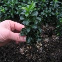 Euonymus japonicus