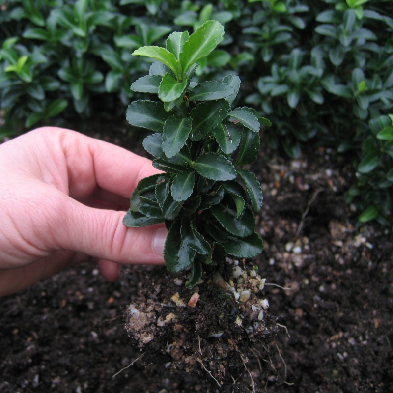 Euonymus japonicus