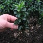 Euonymus japonicus