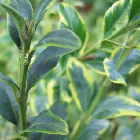 Buxus semp. 'Marginata'