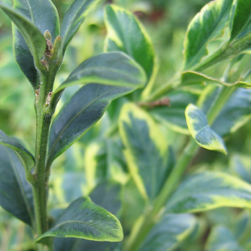 Buxus semp. 'Marginata'