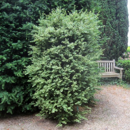Buxus semp. 'Marginata'