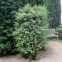 Buxus semp. 'Marginata'