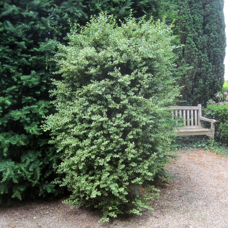 Buxus semp. 'Marginata'