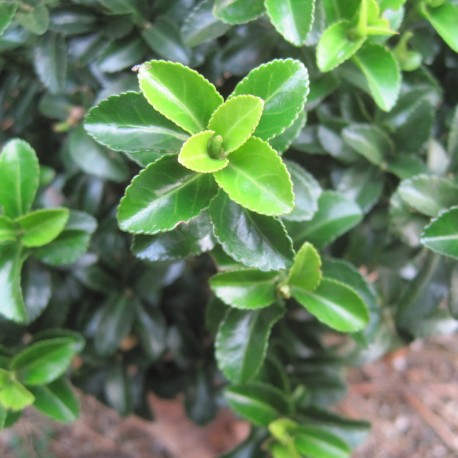 Euonymus japonicus