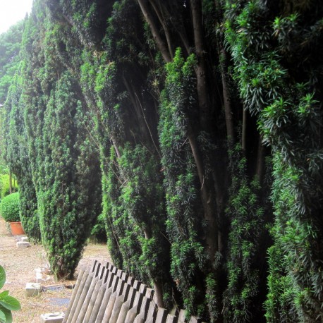 Taxus fastigiata Robusta