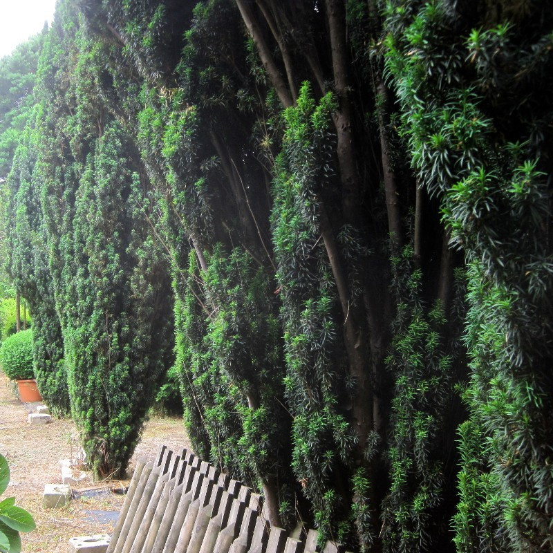 Taxus fastigiata Robusta