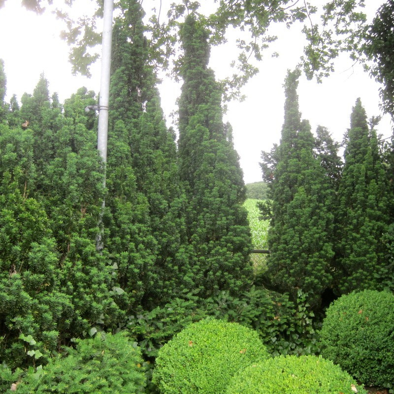 Taxus fastigiata Robusta