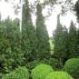 Taxus fastigiata Robusta