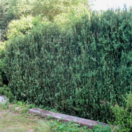 Buxus semp. 'Handworthiensis'