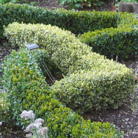 Buxus semp. 'Argenteovariegata'