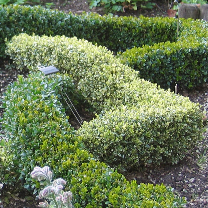 Buxus semp. 'Argenteovariegata'