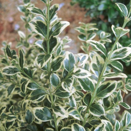 Buxus semp. 'Argenteovariegata'