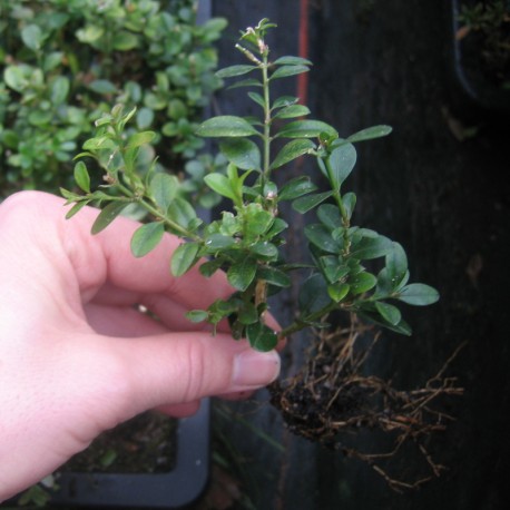 Buxus mic. 'Faulkner'
