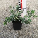 Euonymus fortunei 'Emerald Gaiety'